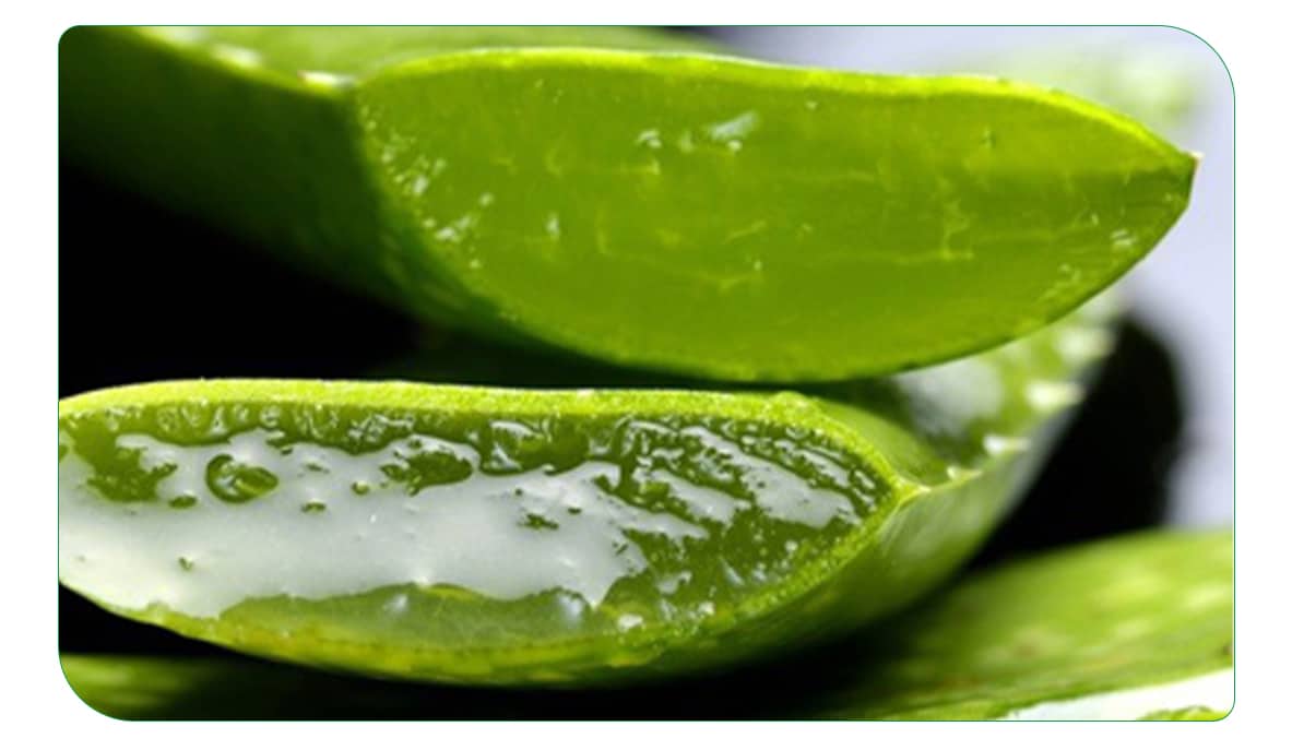 بهترین داروی گیاهی برای خشکی مفاصل