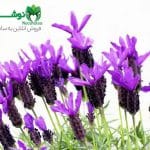 خواص اسطوخودوس