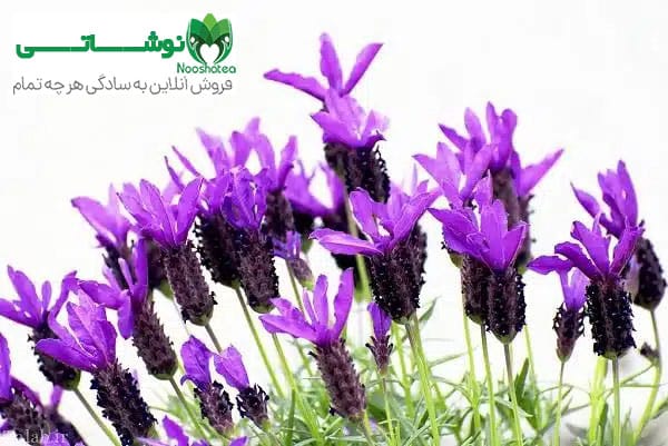 خواص اسطوخودوس