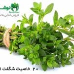 20 خاصیت شگفت انگیز آویشن